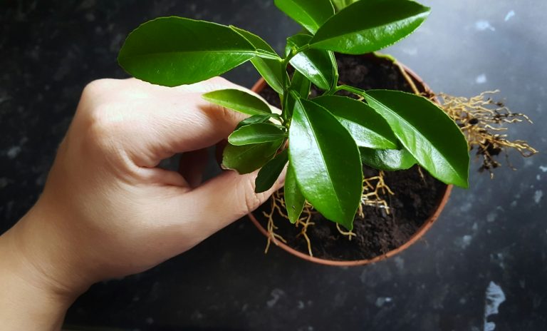 Replanting my lemon tree