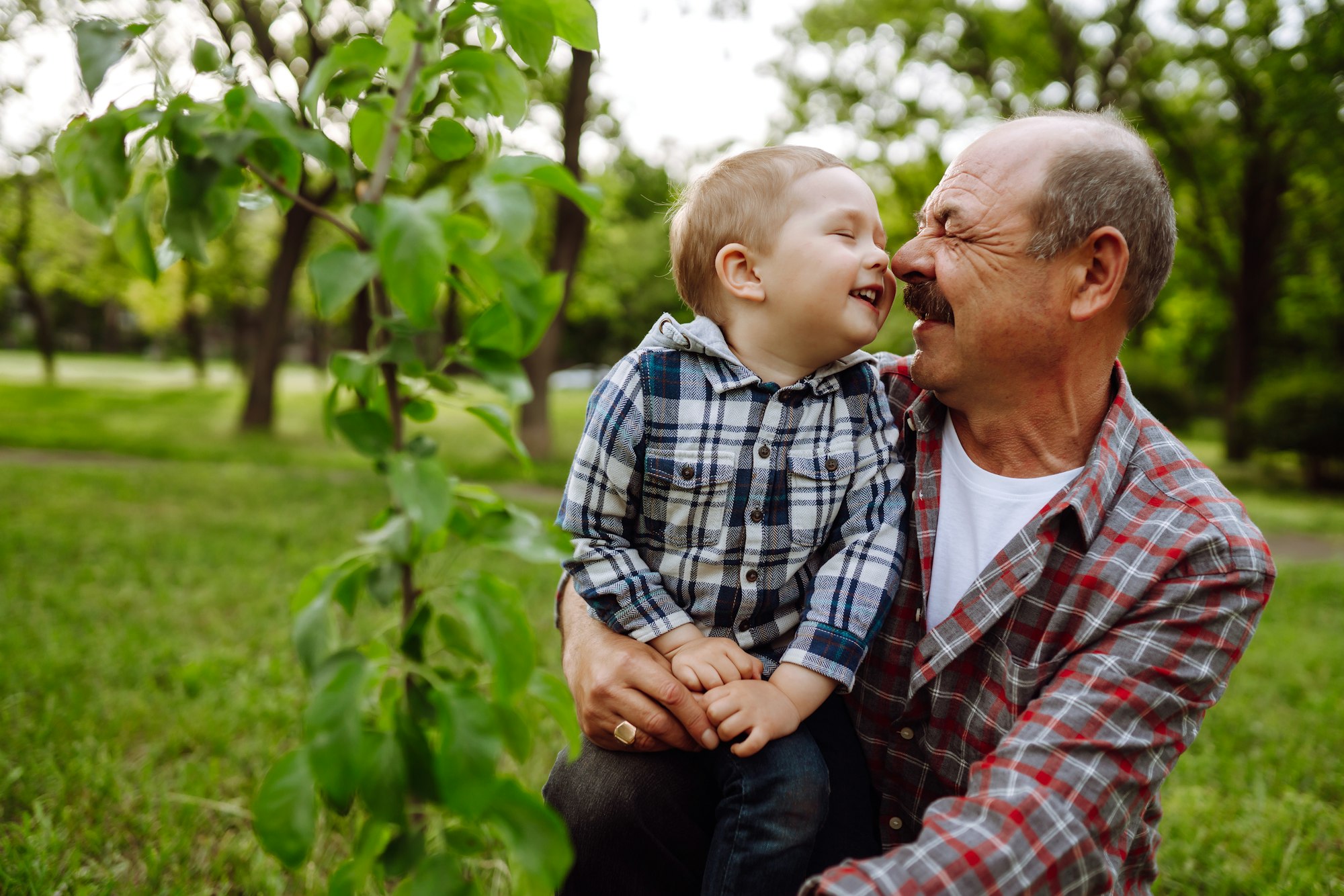 Planting family tree. Little boy helping his grandfather to plant tree while working together.