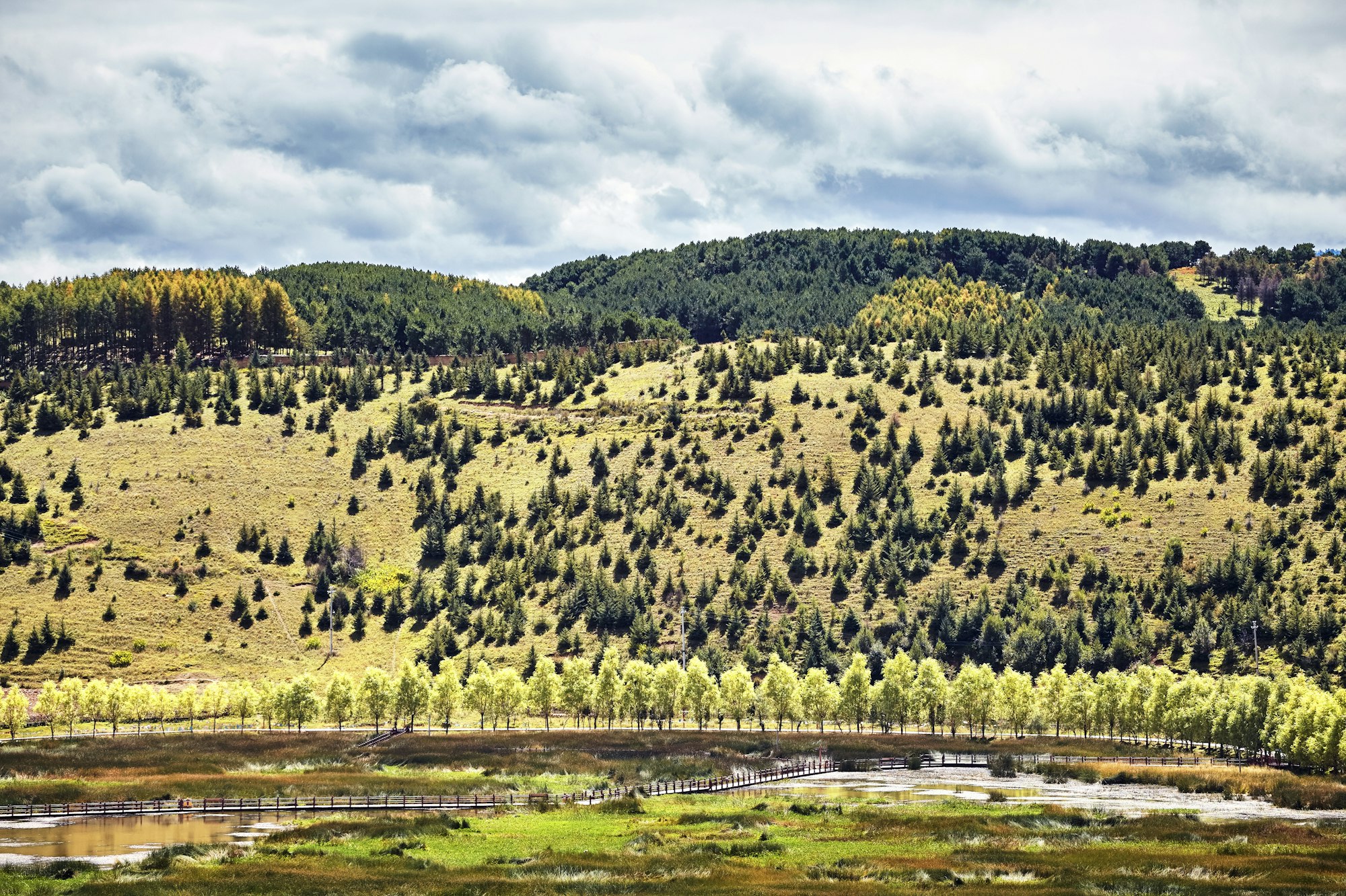 Trees in a row along a road on a hill.